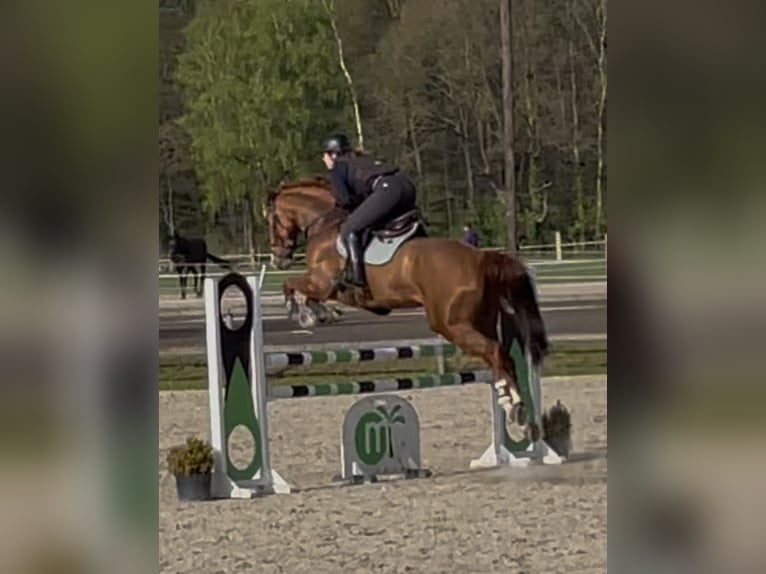Hannoveraner Wallach 8 Jahre 169 cm Fuchs in Hilgermissen