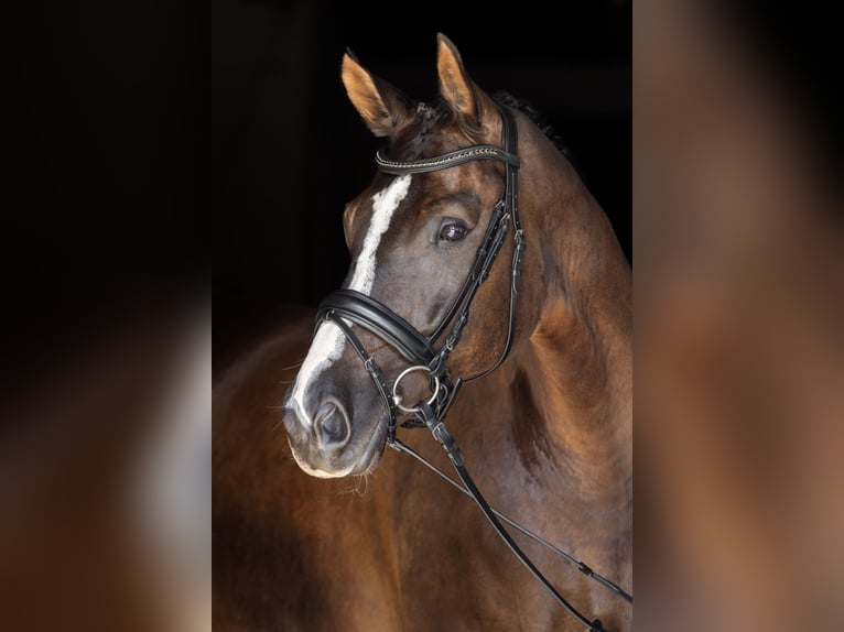 Hannoveraner Wallach 8 Jahre 169 cm Rappe in Bodenkirchen