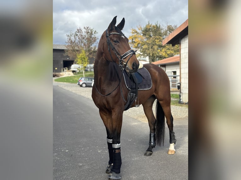Hannoveraner Wallach 8 Jahre 170 cm Brauner in Frankfurt am Main
