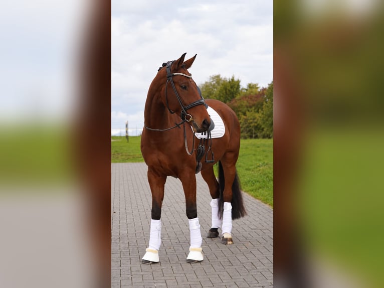 Hannoveraner Wallach 8 Jahre 170 cm Brauner in Rostock