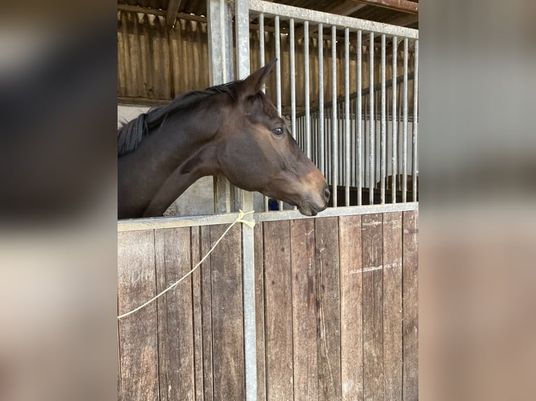 Hannoveraner Wallach 8 Jahre 170 cm Brauner in Viernheim