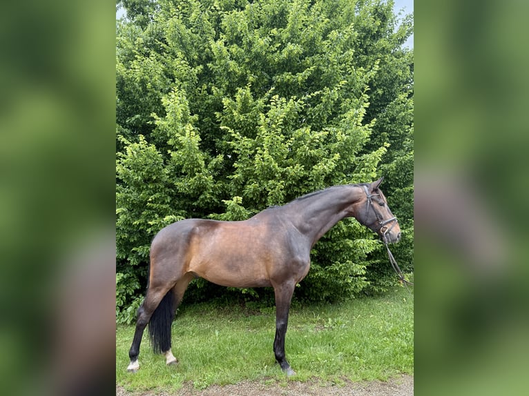 Hannoveraner Wallach 8 Jahre 170 cm Brauner in Filderstadt