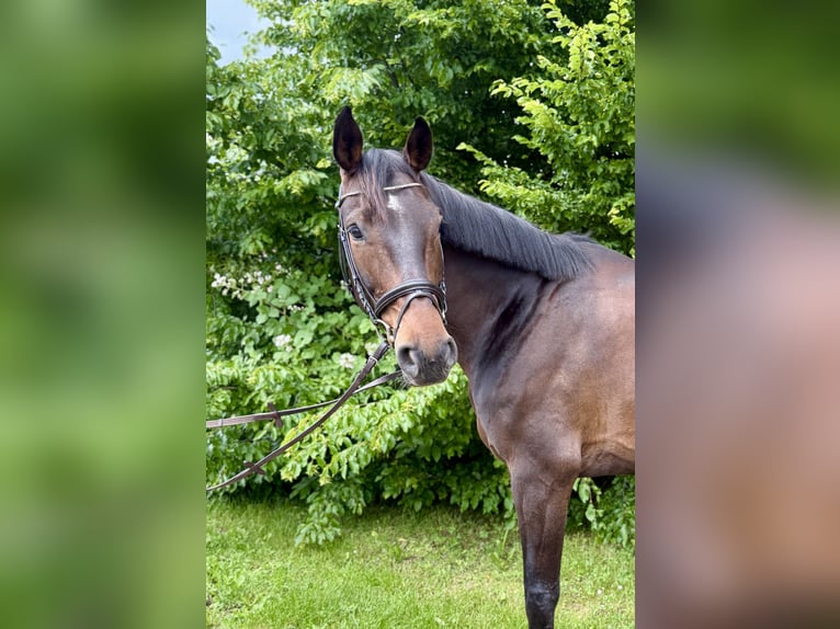 Hannoveraner Wallach 8 Jahre 170 cm Brauner in Filderstadt
