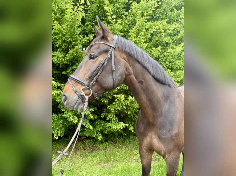 Hannoveraner Wallach 8 Jahre 170 cm Brauner in Filderstadt