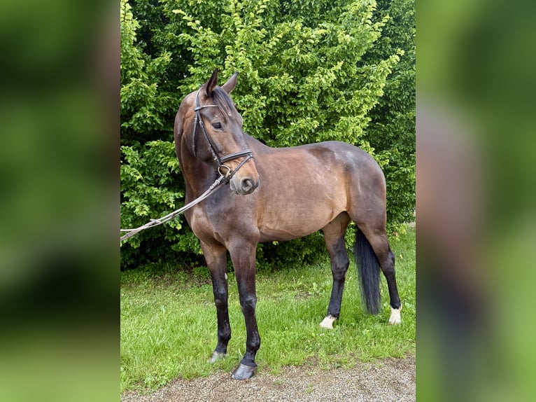 Hannoveraner Wallach 8 Jahre 170 cm Brauner in Filderstadt