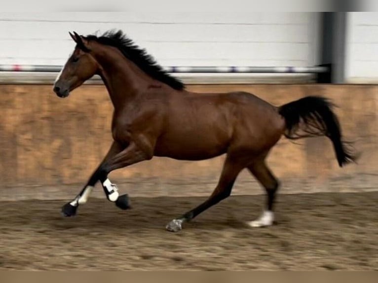 Hannoveraner Wallach 8 Jahre 170 cm Brauner in Rheine