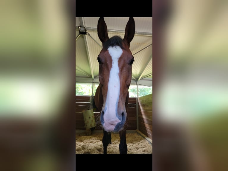 Hannoveraner Wallach 8 Jahre 170 cm Brauner in Rheine
