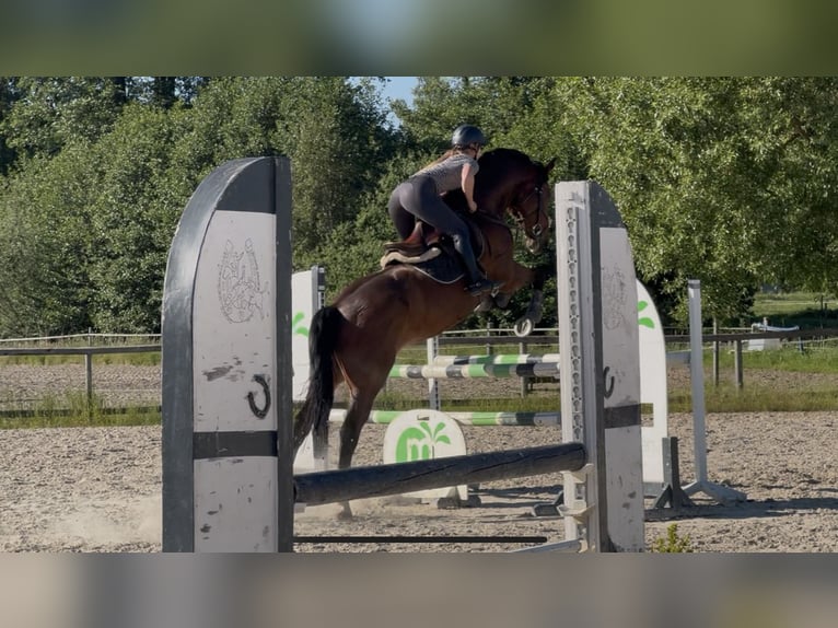 Hannoveraner Wallach 8 Jahre 170 cm Brauner in Nienburg (Weser)