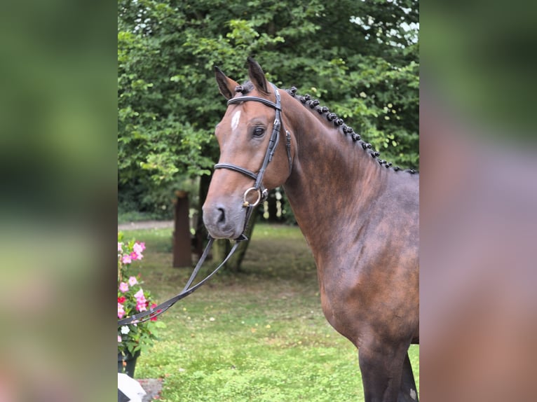 Hannoveraner Wallach 8 Jahre 170 cm Brauner in Willich