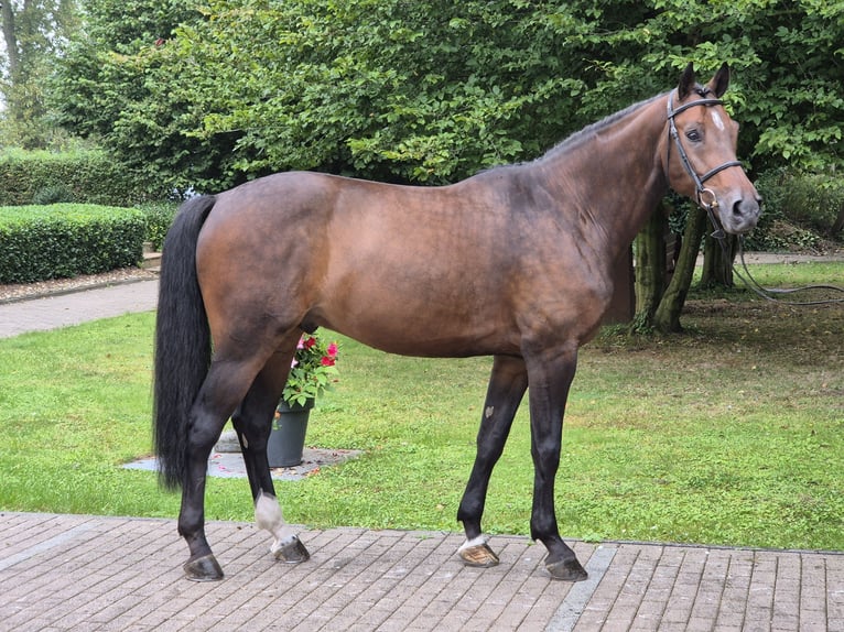 Hannoveraner Wallach 8 Jahre 170 cm Brauner in Willich