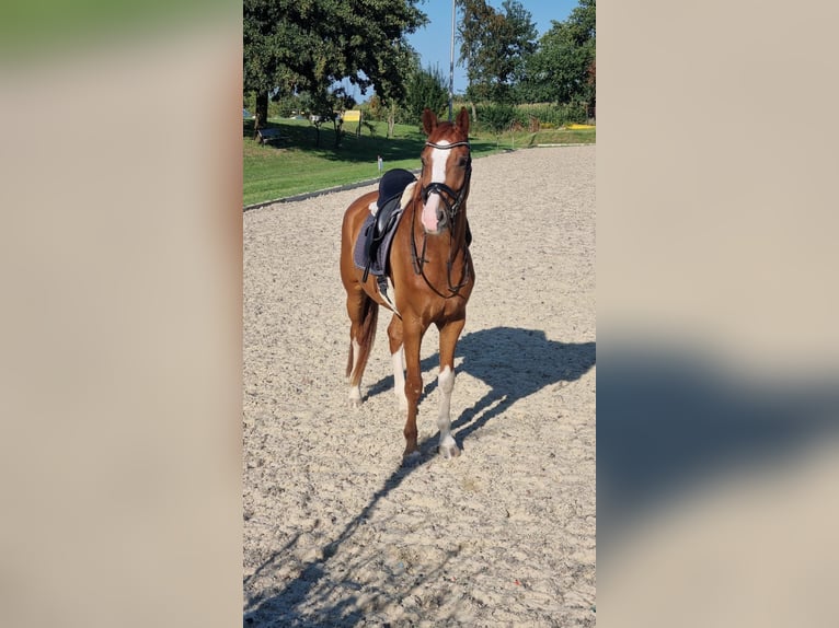 Hannoveraner Wallach 8 Jahre 170 cm Fuchs in Walsrode