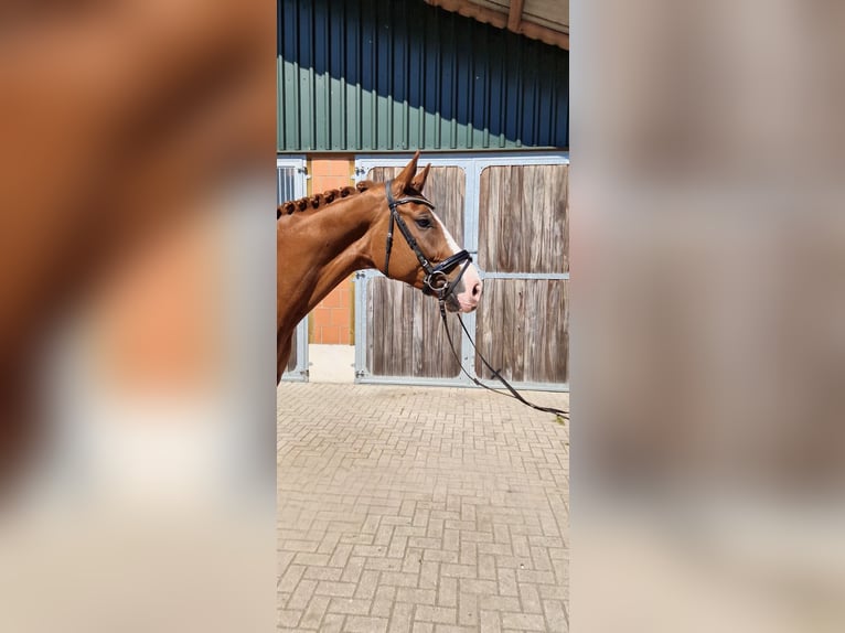 Hannoveraner Wallach 8 Jahre 170 cm Fuchs in Walsrode