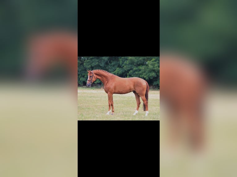 Hannoveraner Wallach 8 Jahre 170 cm Fuchs in Markt Wald