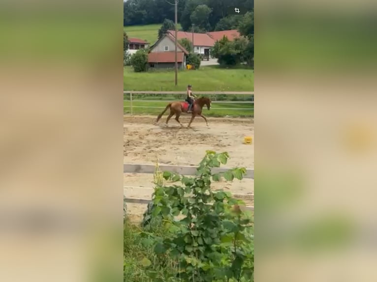 Hannoveraner Wallach 8 Jahre 170 cm Fuchs in Markt Wald