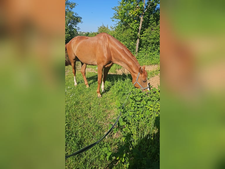 Hannoveraner Wallach 8 Jahre 170 cm Fuchs in Würzburg
