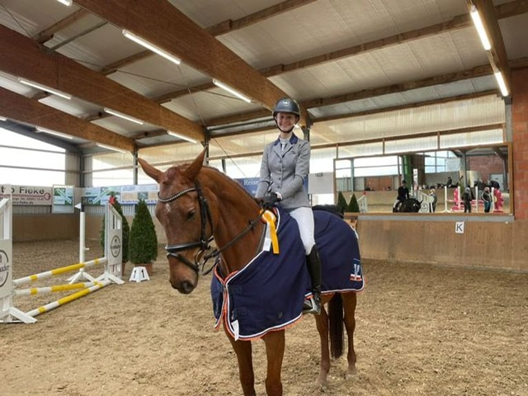 Hannoveraner Wallach 8 Jahre 170 cm Fuchs in Lohmen /Ot Garden