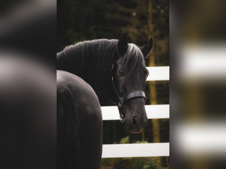 Hannoveraner Wallach 8 Jahre 170 cm Rappe in Nettersheim