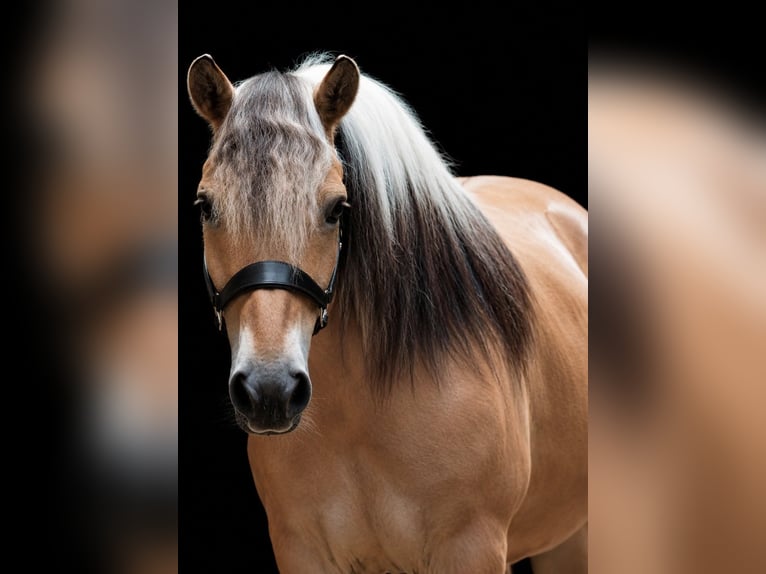Hannoveraner Wallach 8 Jahre 170 cm Rappe in Nettersheim