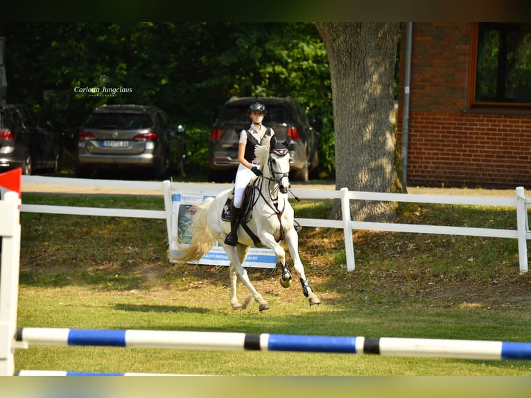 Hannoveraner Wallach 8 Jahre 170 cm Schimmel in Oerel
