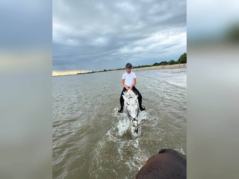 Hannoveraner Wallach 8 Jahre 170 cm Schimmel in Oerel