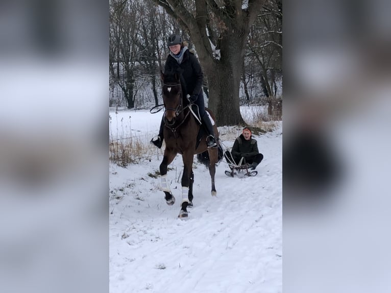 Hannoveraner Wallach 8 Jahre 171 cm Brauner in Warendorf