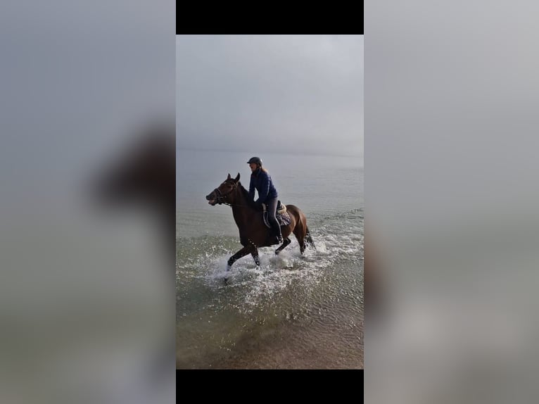 Hannoveraner Wallach 8 Jahre 171 cm Brauner in Warendorf
