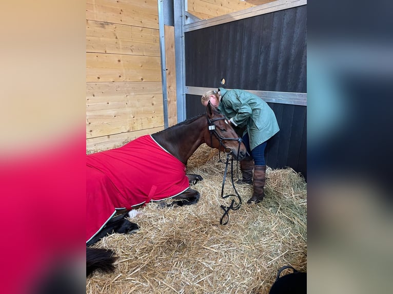 Hannoveraner Wallach 8 Jahre 171 cm Brauner in Warendorf