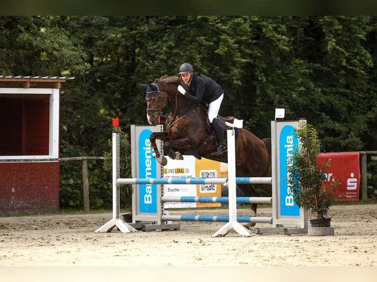 Hannoveraner Wallach 8 Jahre 171 cm Dunkelfuchs in Langenfeld