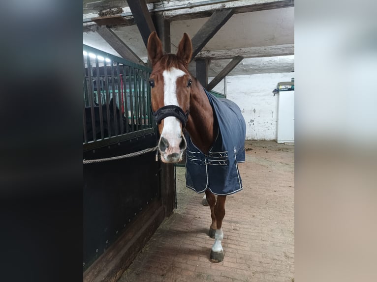 Hannoveraner Wallach 8 Jahre 172 cm Fuchs in Rohrsheim