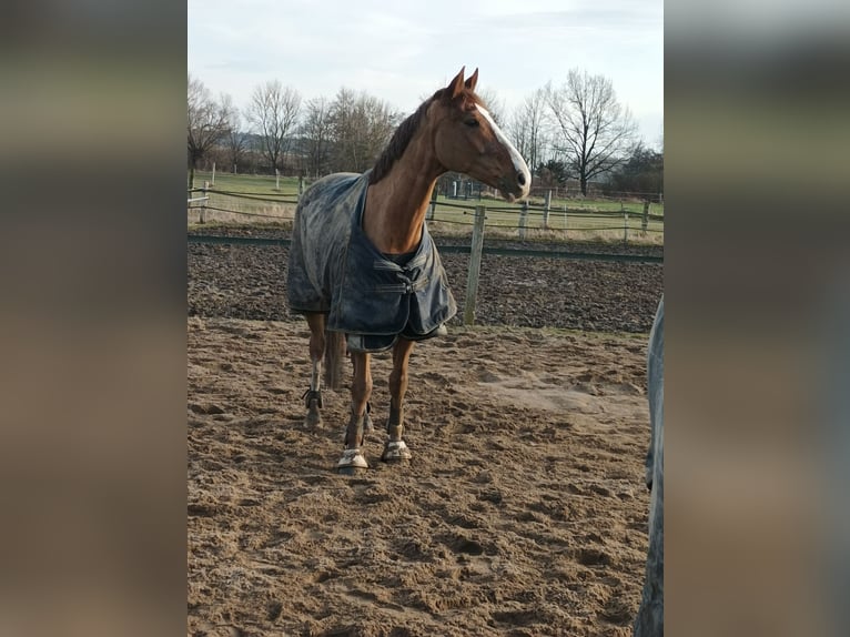 Hannoveraner Wallach 8 Jahre 172 cm Fuchs in Rohrsheim