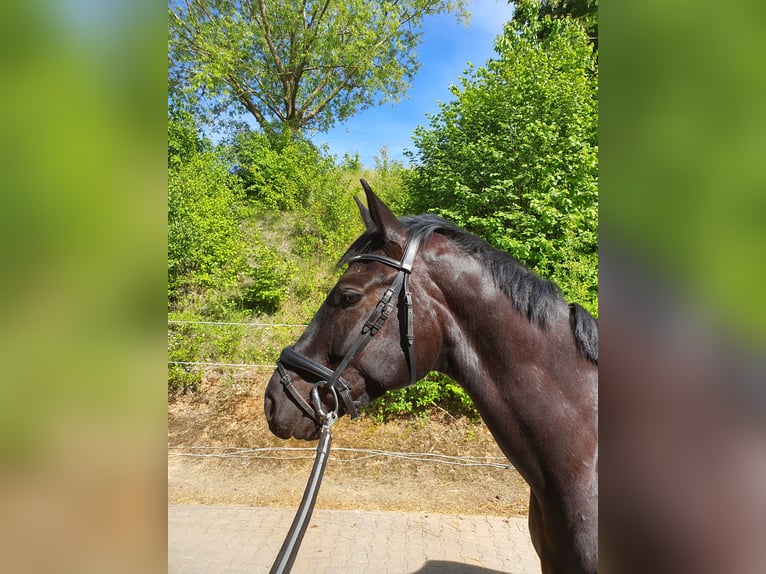 Hannoveraner Wallach 8 Jahre 172 cm Rappe in Gro&#xDF;-Umstadt
