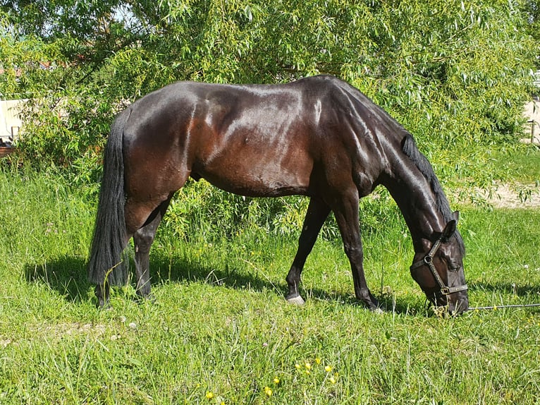 Hannoveraner Wallach 8 Jahre 172 cm Rappe in Gro&#xDF;-Umstadt