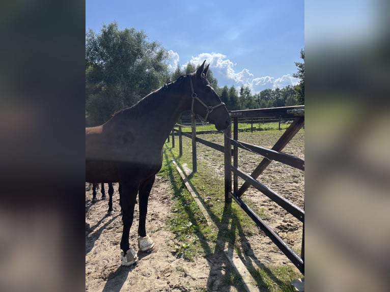 Hannoveraner Wallach 8 Jahre 172 cm Schwarzbrauner in Vechta