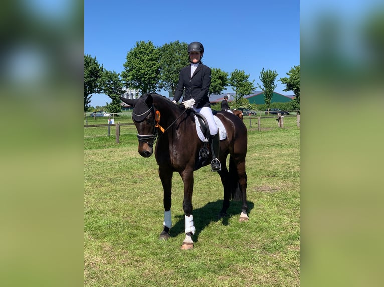 Hannoveraner Wallach 8 Jahre 172 cm Schwarzbrauner in Vechta