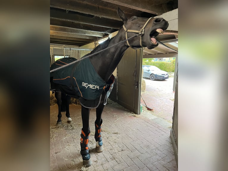 Hannoveraner Wallach 8 Jahre 172 cm Schwarzbrauner in Vechta