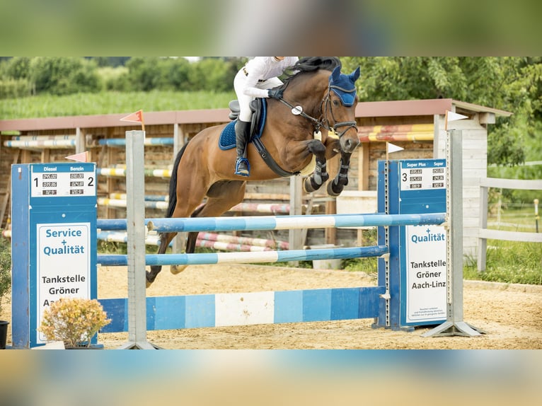 Hannoveraner Wallach 8 Jahre 173 cm Brauner in Krauchenwies