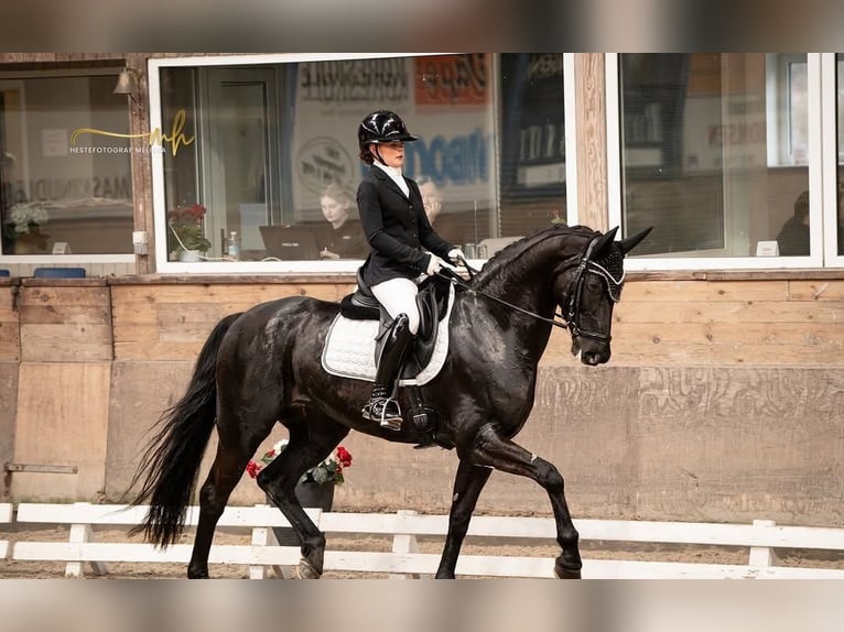Hannoveraner Wallach 8 Jahre 173 cm  in St. Gallen