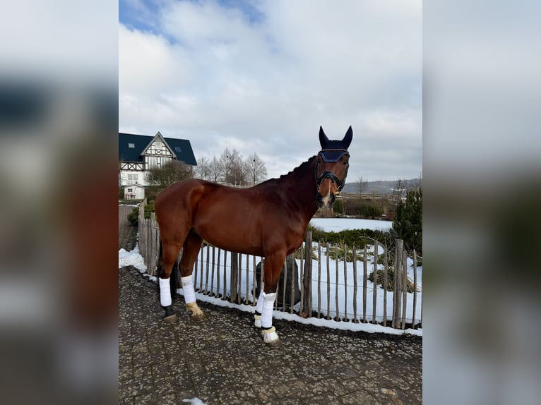 Hannoveraner Wallach 8 Jahre 173 cm in Haiger