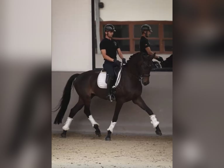 Hannoveraner Wallach 8 Jahre 173 cm Dunkelbrauner in Sint-Niklas