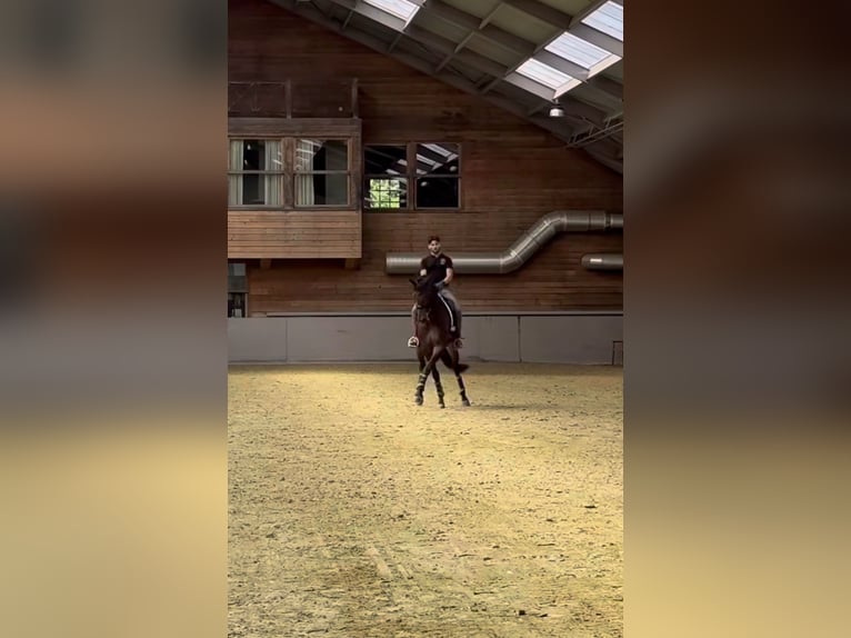 Hannoveraner Wallach 8 Jahre 173 cm Dunkelbrauner in Sint-Niklas