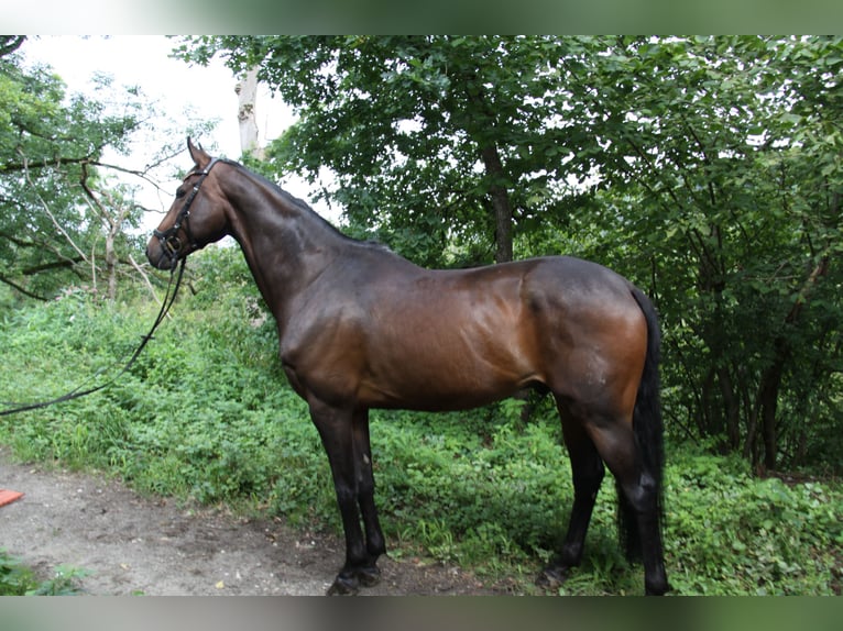 Hannoveraner Wallach 8 Jahre 173 cm Dunkelbrauner in Winh&#xF6;ring