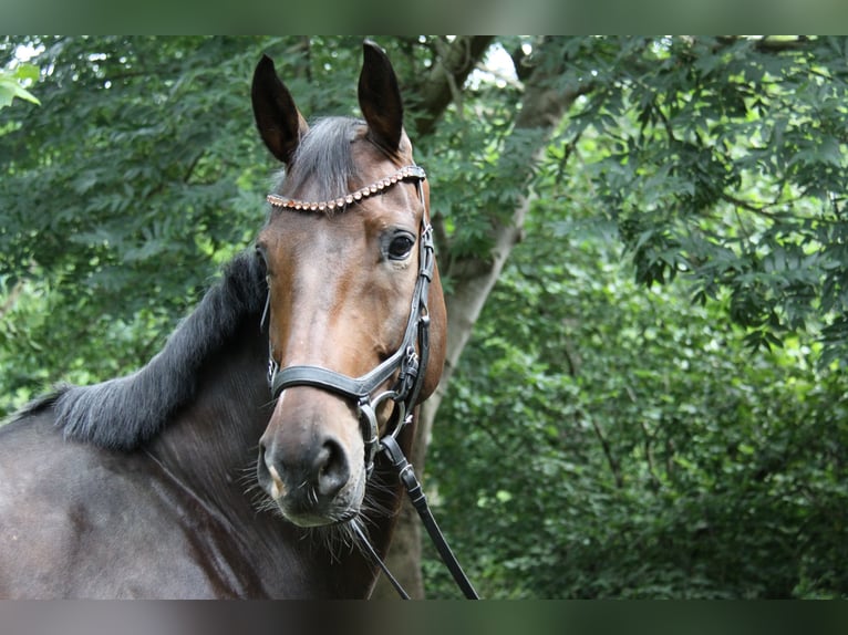 Hannoveraner Wallach 8 Jahre 173 cm Dunkelbrauner in Winh&#xF6;ring