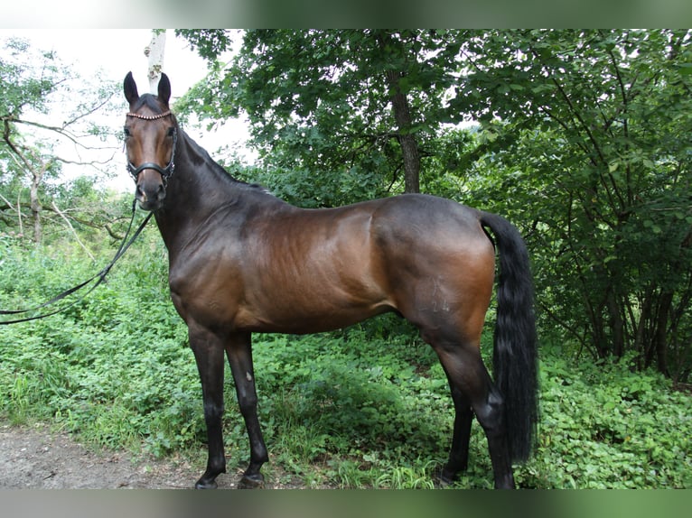 Hannoveraner Wallach 8 Jahre 173 cm Dunkelbrauner in Winh&#xF6;ring