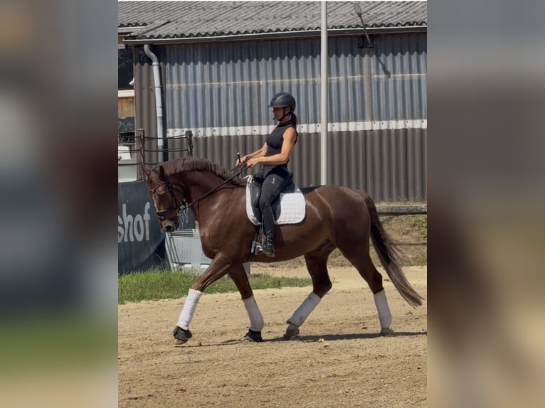 Hannoveraner Wallach 8 Jahre 173 cm Dunkelfuchs in Erkrath