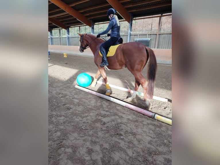 Hannoveraner Wallach 8 Jahre 173 cm Fuchs in Hennef