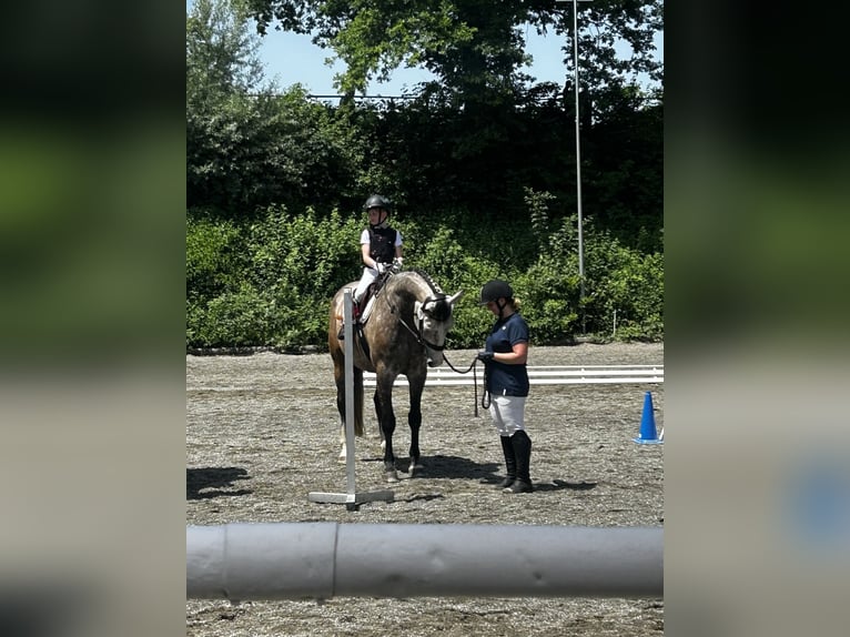 Hannoveraner Wallach 8 Jahre 173 cm Schimmel in Bad Wurzach
