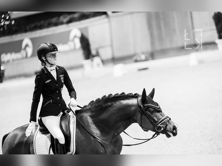 Hannoveraner Wallach 8 Jahre 173 cm  in Aldermaston  Berkshire