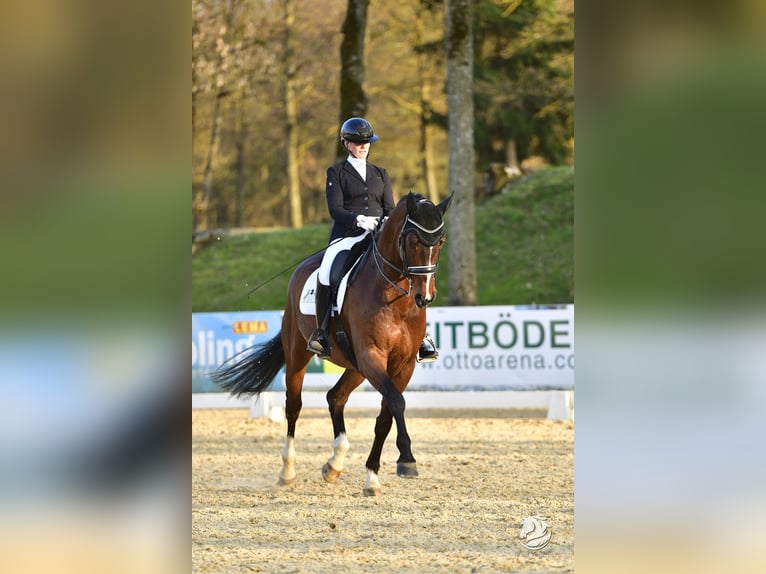 Hannoveraner Wallach 8 Jahre 174 cm Brauner in Ostrach