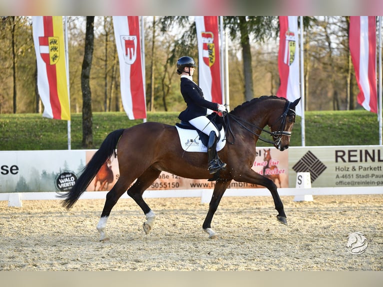 Hannoveraner Wallach 8 Jahre 174 cm Brauner in Ostrach