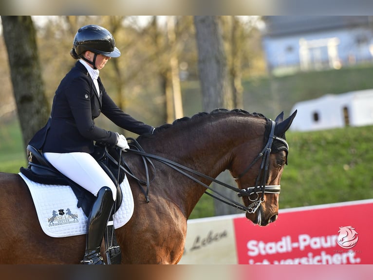 Hannoveraner Wallach 8 Jahre 174 cm Brauner in Ostrach